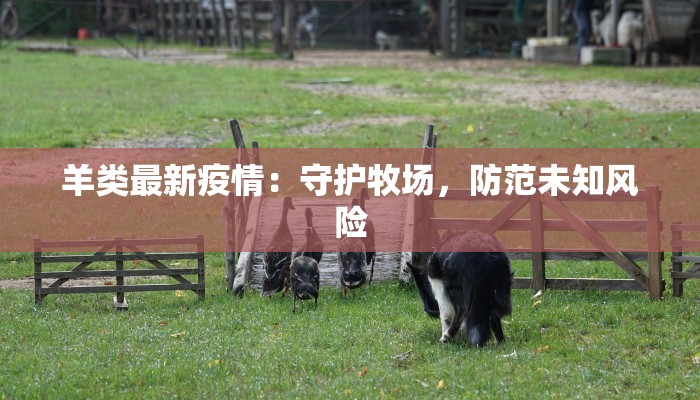 羊类最新疫情:守护牧场,防范未知风险 羊类最新疫情:守护牧场,防范未知风险